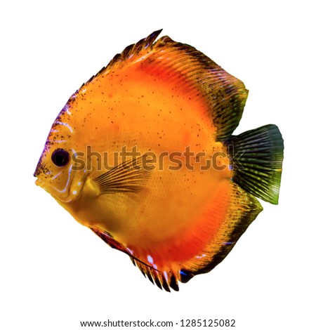 Orange tropical fish from the Amazon River. Symphysodon aegufasciatus. The aquarium fish. Isolated photo on white background.