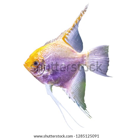 Tropical freshwater fish in the aquarium.  Isolated photo on white background. Such fish like to draw children, artists and website designers.