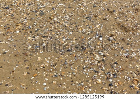A photo of lots of shells on the beach
