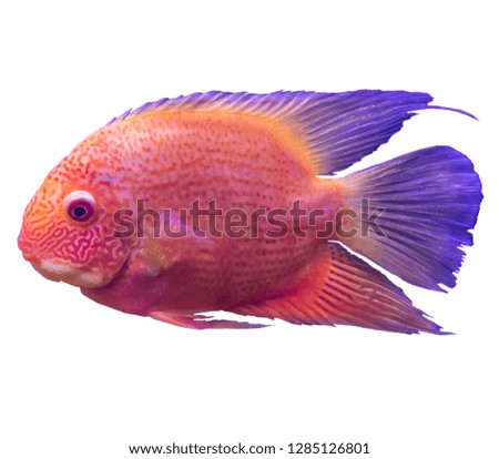 Red tropical marine fish from the Indian Ocean. Isolated photo on white background. Website about nature ,aquarium fish, life in the ocean .