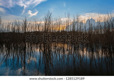 Trees and reflection