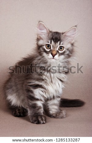 Fluffy gray striped kitten Siberian cats on a gray background