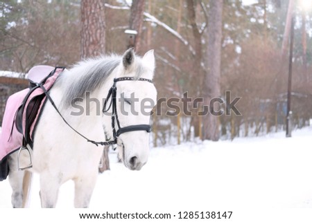 white thoroughbred horse on the background of the winter forest, the theme of animals and horses
