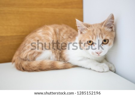 Little red kitten isolated on white background