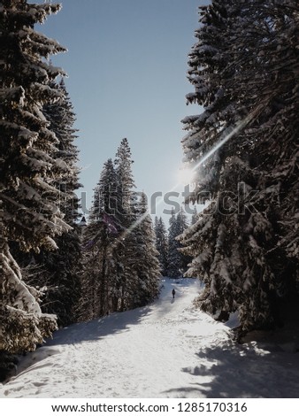 Ski resort in winter. A silhouette of a man, climbing up the snowy hill among high pine trees. Picture is taken in Pamporovo, Bulgaria.