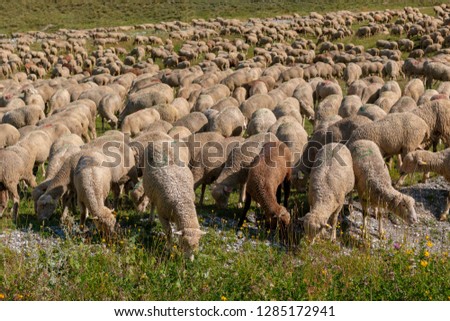 sheep in transhumance on the Alps italy