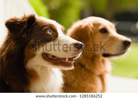 Portrait of two dogs looking curious together.