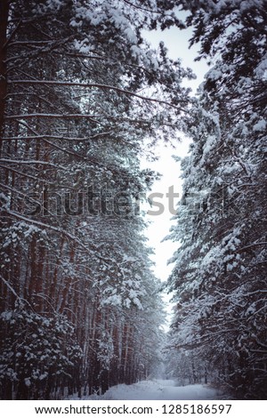 frosty winter landscape in snowy forest