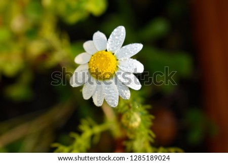  Chamomile flower background