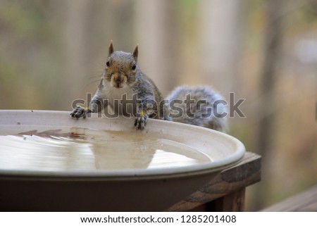 USA, Tennessee, Athens. Backyard bird bath attraction for birds and other animals. Eastern Gray Squirrel (Sciurus carolinensis).