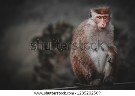 Toned picture of scary monkey with red eyes wathing in the camera