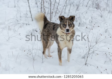 Dogs with blue eyes play in the snow in winter, Beautiful portrait of a pet on a sunny winter day