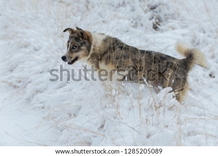Dogs with blue eyes play in the snow in winter, Beautiful portrait of a pet on a sunny winter day