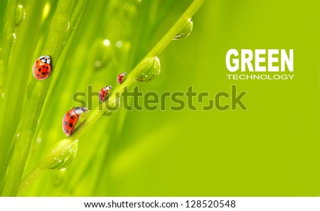 Fresh grass and little ladybugs, natural background. Picture with space for your text.