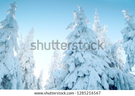 Carpathian Mountains, Ukraine, Trostyan, ski resort in winter