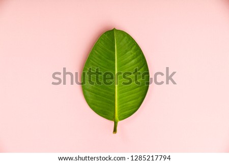 Ficus leaf on pink background, flat lay