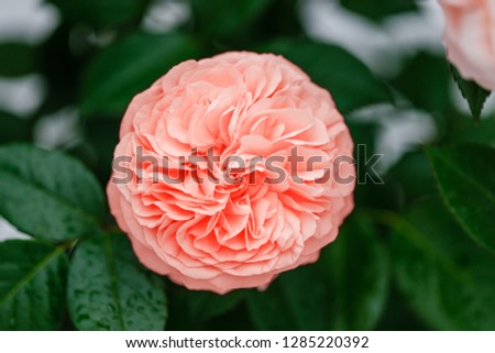 Beautiful delicate rose flower var. Chippendale. Fragrant full bloom in Calming Coral color