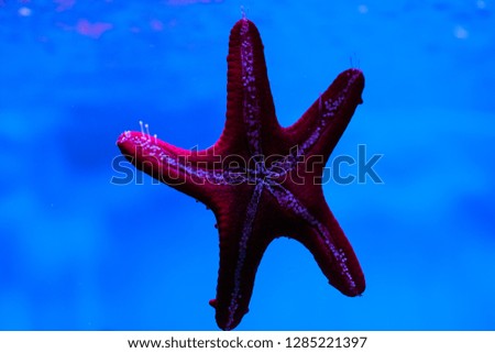 starfish underwater sea life
