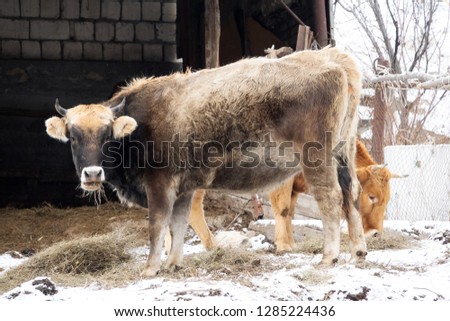 Cow red suit and strong physique in the barnyard. Cattle breeding in the Caucasus