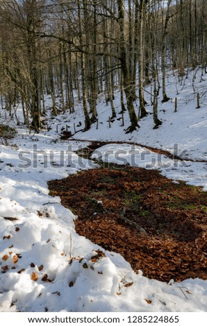 Fallen leaves on snow in a beech forest. Irati forest, Navarra, Spain