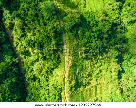 jungle trail among rice fields in Bali