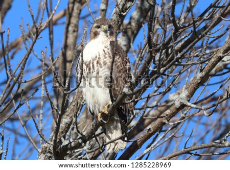 Red tailed-hawk 1