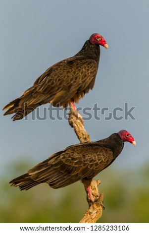USA, Texas, Hidalgo County. Close-up of turkey vulture pair on stump. Credit as: Cathy & Gordon Illg / Jaynes Gallery / DanitaDelimont.com Royalty-Free Stock Photo #1285233106