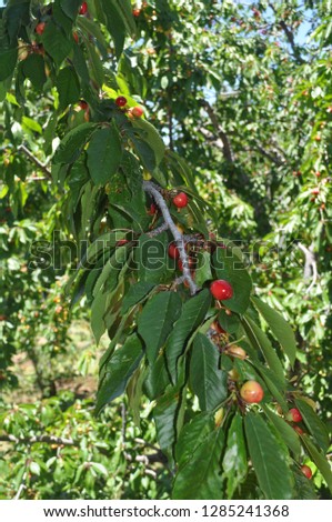 The beautiful Cherry tree in farmland

