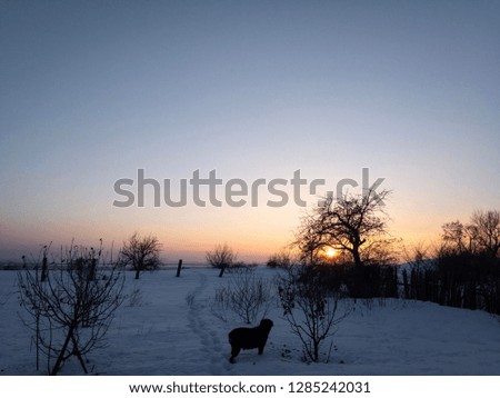 Sunset in winter and black dog