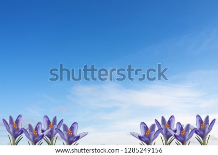  Beautiful crocuses on a background of blue sky