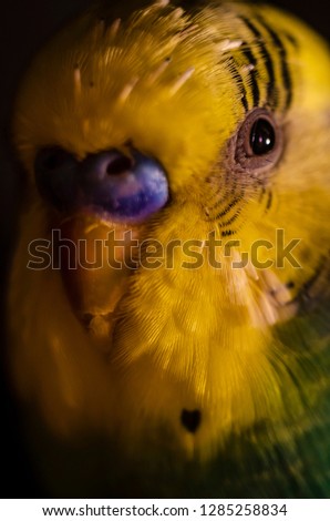 
Close-up of the face of a stinking parrot with multi-colored feathers on a golden cage with a blurred background