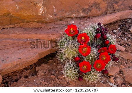 USA, Utah, Cedar Mesa. Red flowers of claret cup cactus in bloom on slickrock. Royalty-Free Stock Photo #1285260787
