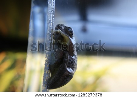 Tiny frog on glass