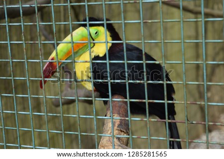 Close view of a rainbow-billed toucan on a branch behind a metal fence in a zoo facility 