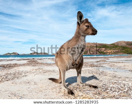 Kangaroo on the beach Australia