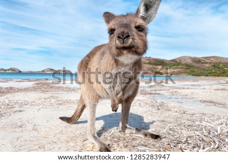 Kangaroo on the beach Australia
