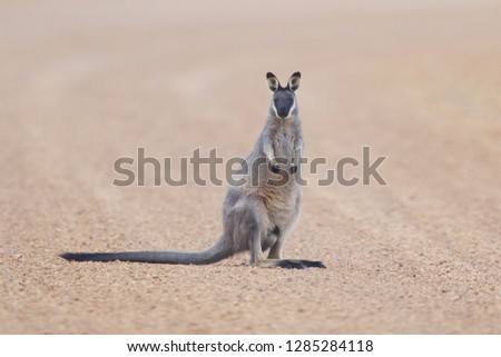 Western Brush Wallaby Macropus irma on road at Fitzgerald River National Park, Western Australia