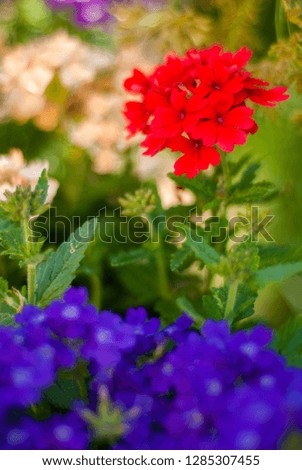 Red field flowers, taken with a large opening, to blur the background, which seems painted