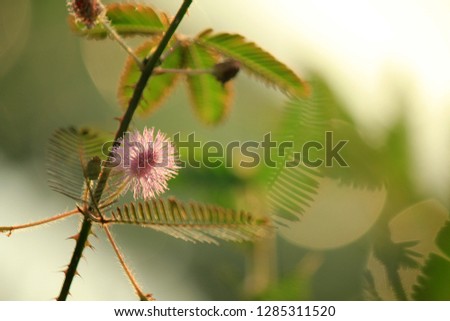 mimosa pudica flower on blur background
