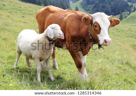 friendship with white sheep and little cow on a field Royalty-Free Stock Photo #1285314346