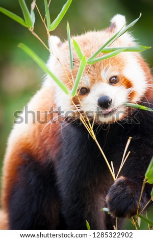 Beautiful Red panda or lesser panda, sitting between the trees, feeding from the green bamboo leaves. Red panda bear, Ailurus fulgens, in his natural habitat.