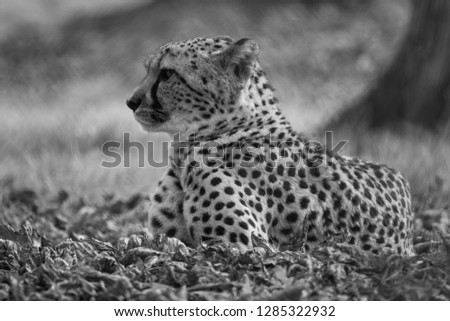 A horizontal, monochrome photograph of a stunning male leopard, Panthera pardus, laying in the sun in golden light