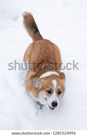 The dog breeds Korgi runs in the snow.