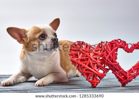 Chihuahua dog, with a toy red heart, for Valentine's Day on a wooden background.