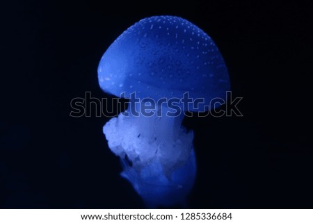 Underwater jellyfish group