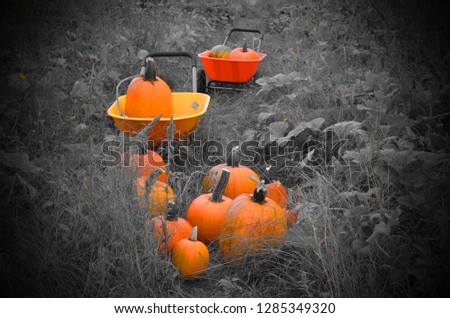 Orange pumpkins in a barrel and field