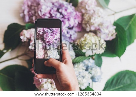 Hand holding phone and taking photo of hydrangea flowers on rustic white wood, flat lay. Content for social media concept, blogging photos. Happy mothers day. Space for text