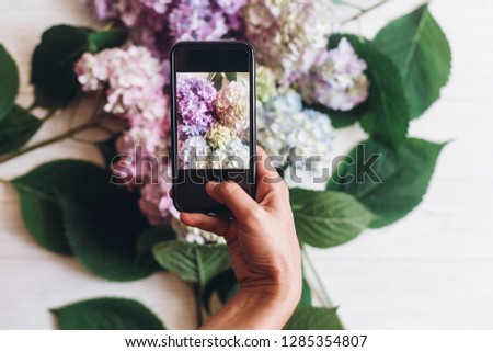 Hand holding phone and taking photo of hydrangea flowers on rustic white wood, flat lay. Content for social media concept, blogging photos. Happy mothers day. International Women's day