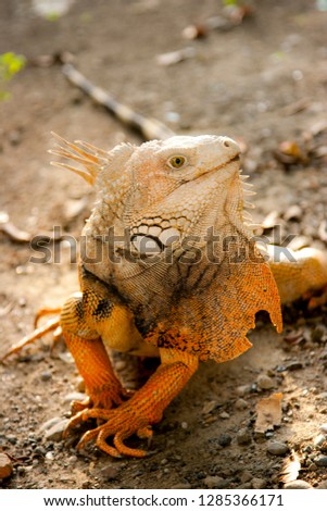 Reptiles and iguanas from Colombia