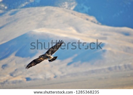 Hawk in the mountains